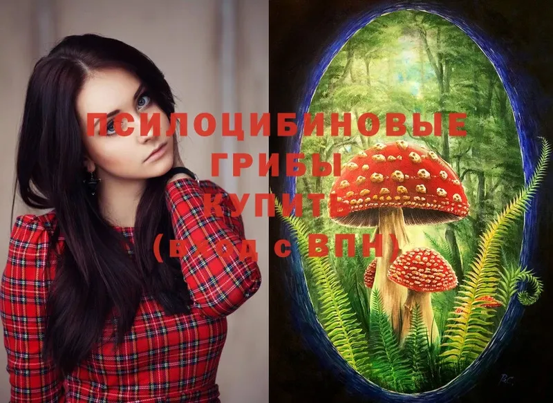 Галлюциногенные грибы Psilocybine cubensis  цена   Абаза 